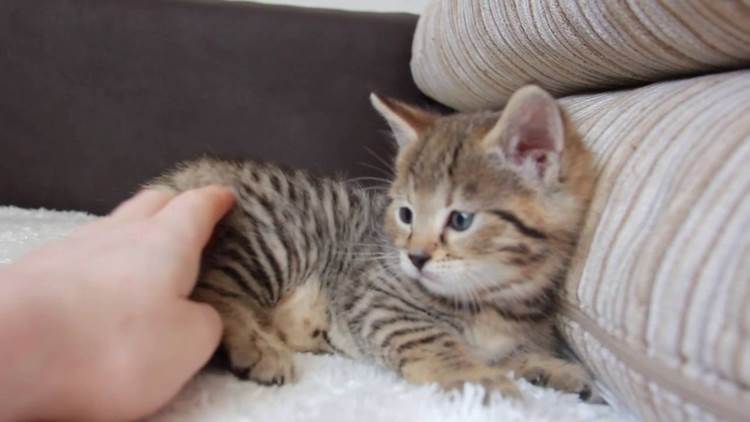 非洲狮子猫