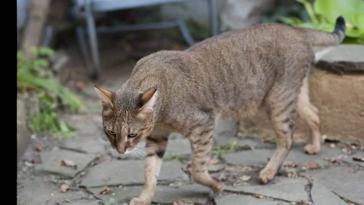 非洲狮子猫