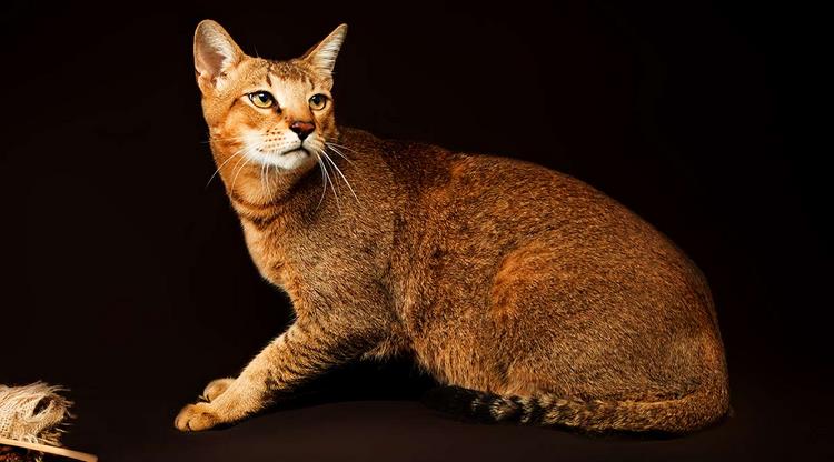 非洲狮子猫