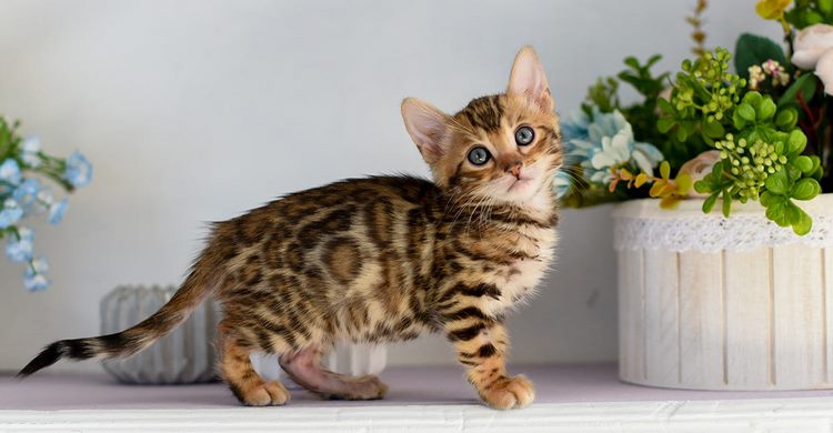 非洲狮子猫