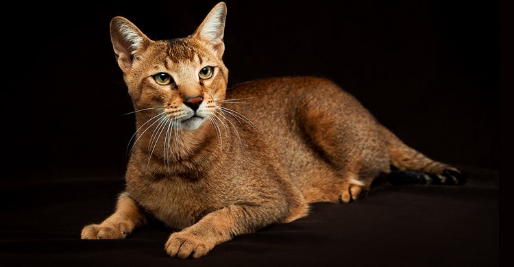 非洲狮子猫