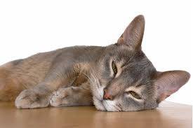 非洲狮子猫