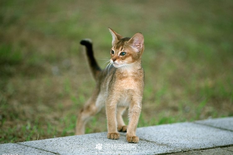 非洲短毛猫