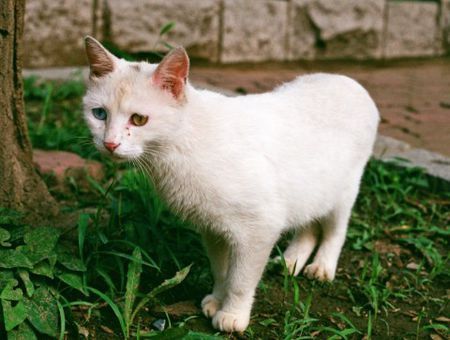非洲短毛猫