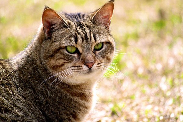 非洲短毛猫