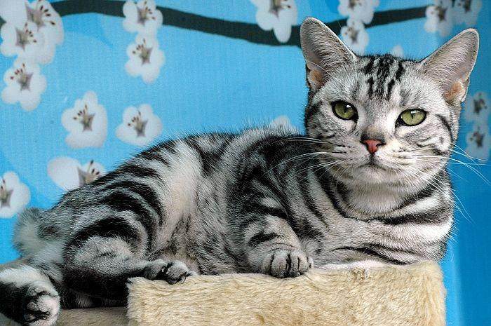 非洲短毛猫