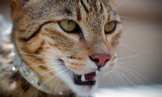 法老王猫