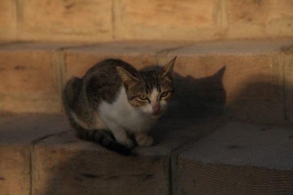 法老王猫