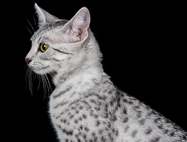 法老王猫
