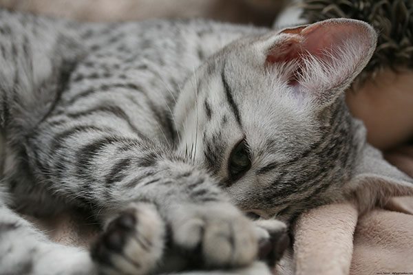 法老王猫