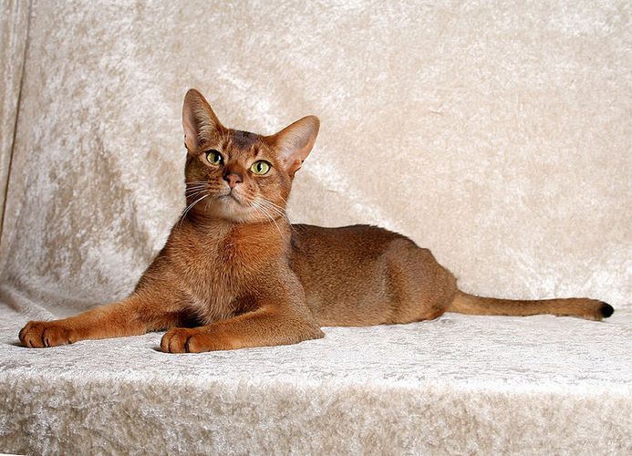 法老王猫