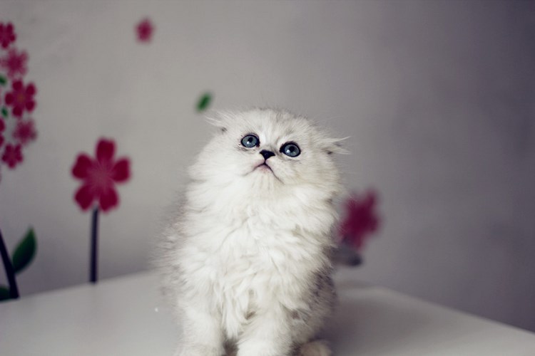 高地折耳猫