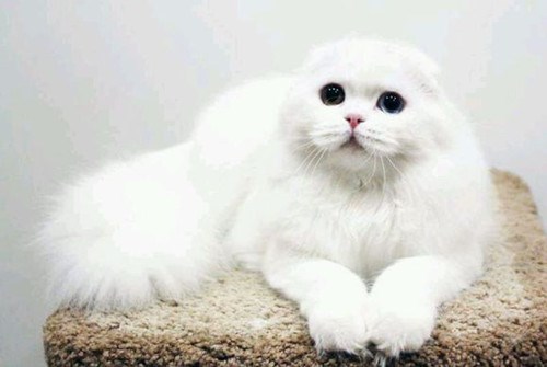 高地折耳猫