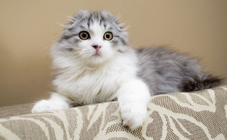 高地折耳猫