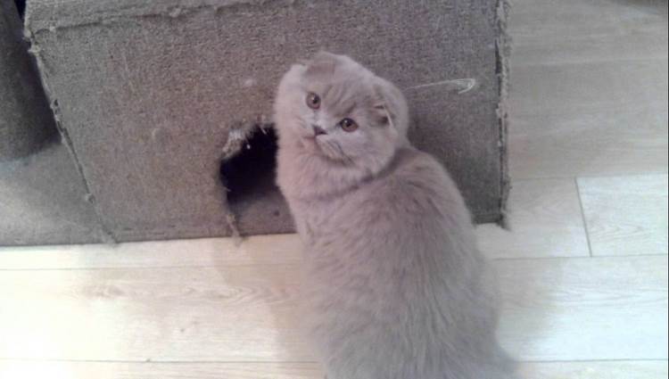 高地折耳猫
