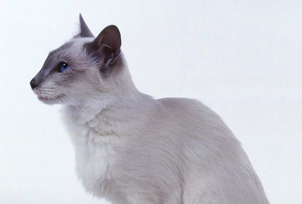 爪哇猫