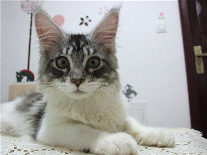 浣熊猫