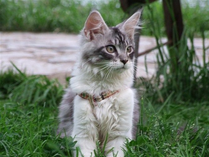浣熊猫