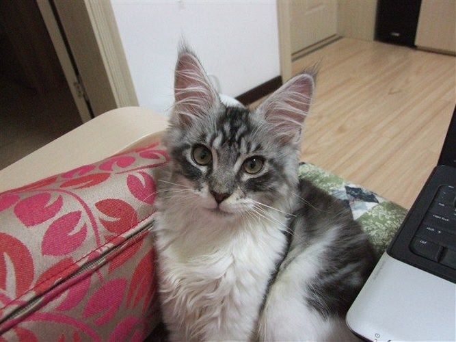 浣熊猫