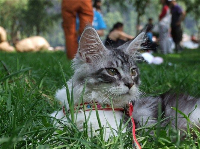 浣熊猫