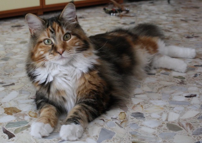 浣熊猫