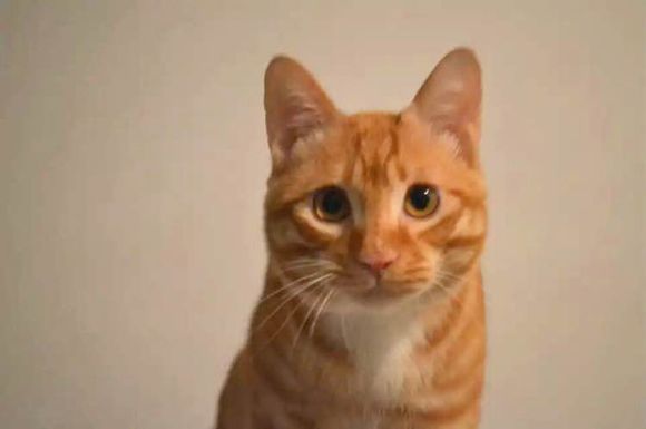 黄狸猫