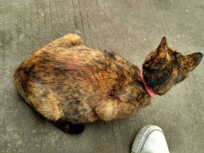 黄狸猫