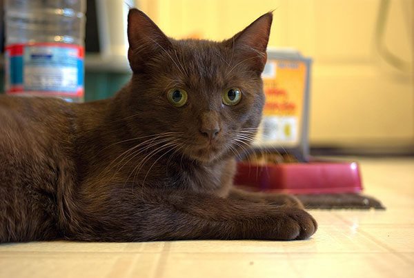 哈瓦那棕猫