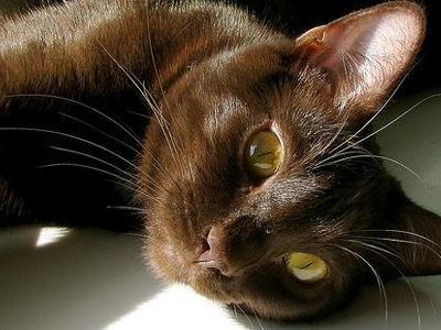 哈瓦那棕猫