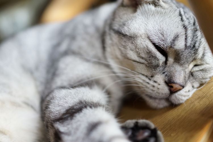 虎皮猫