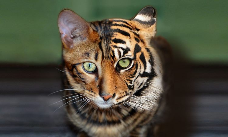 虎皮猫