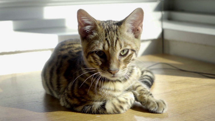 虎皮猫