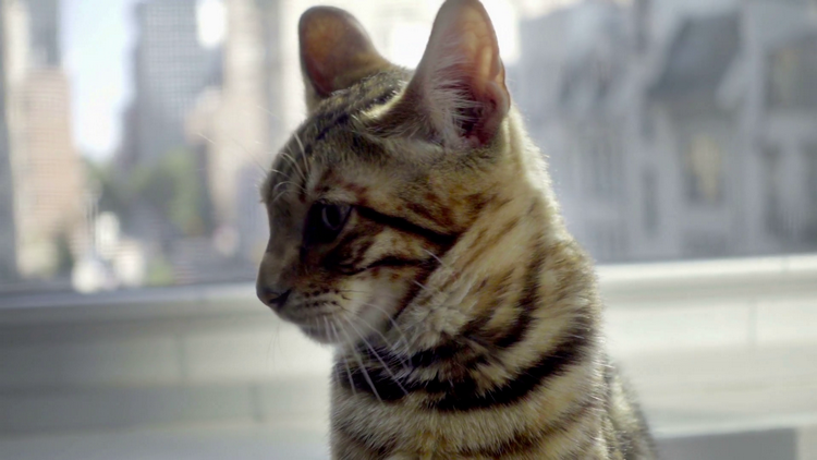 虎皮猫