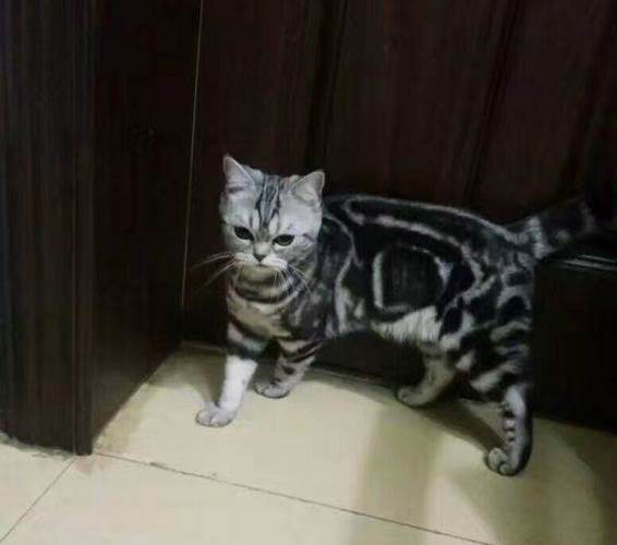 虎豹猫