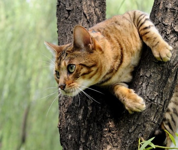 虎豹猫