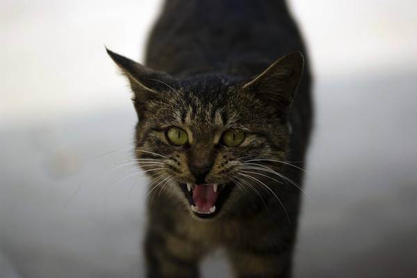 虎豹猫