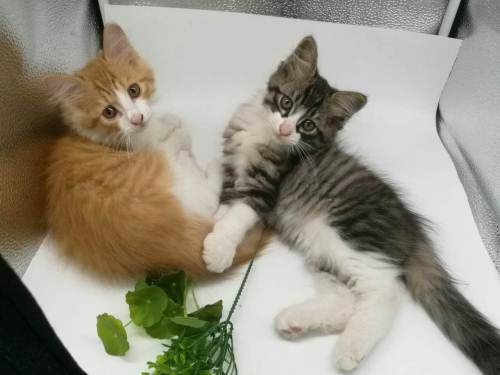 虎豹猫