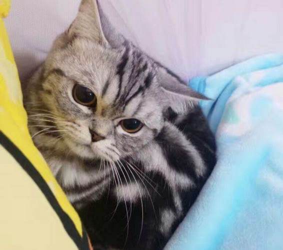 虎豹猫