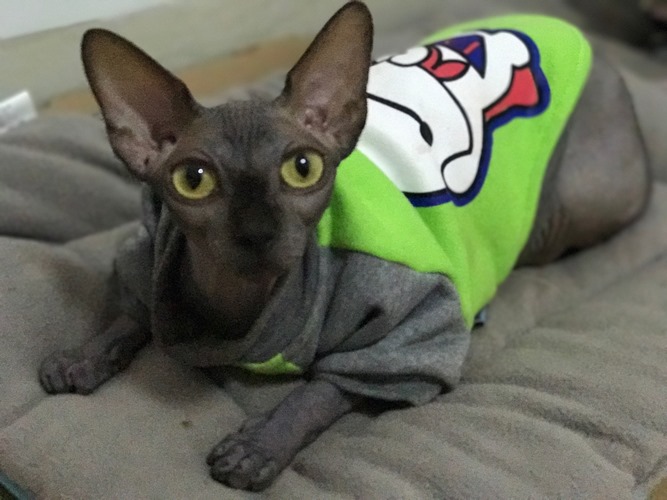 加拿大无毛猫