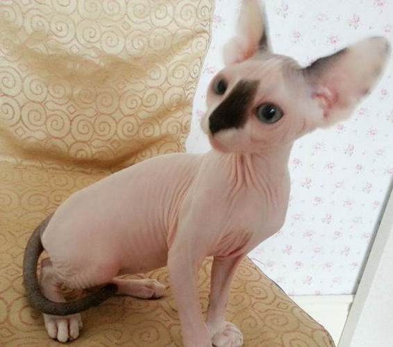 加拿大无毛猫