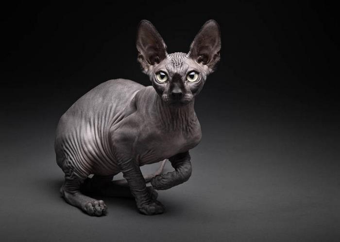 加拿大无毛猫
