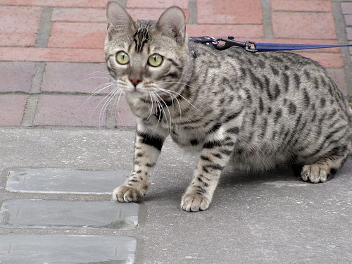 加州闪亮猫