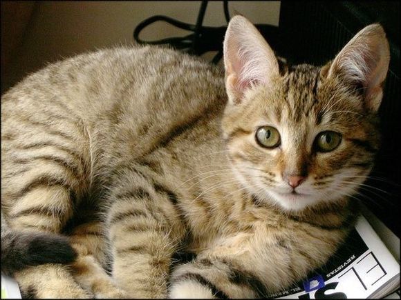 加州闪亮猫