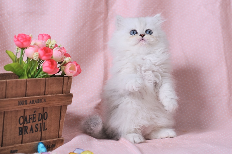 金吉拉猫