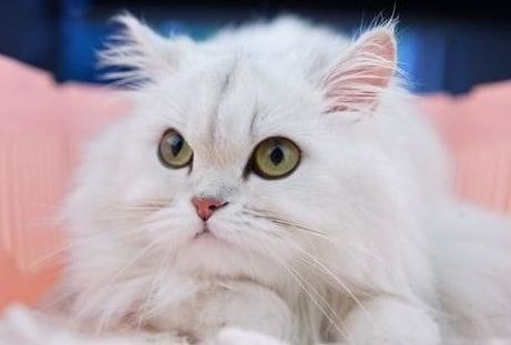 金吉拉猫