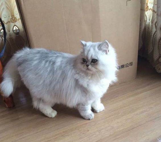 金吉拉猫