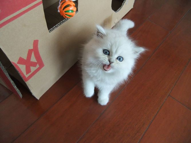 金吉拉猫
