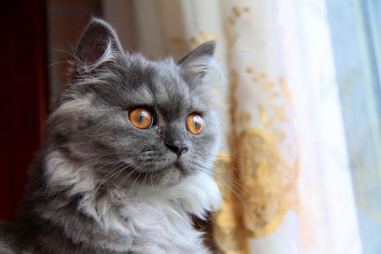金吉拉猫
