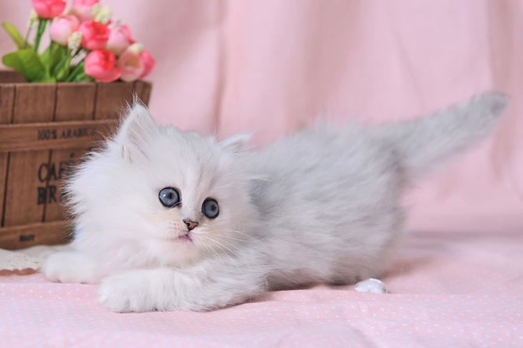 金吉拉猫
