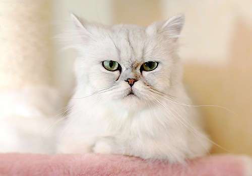 金吉拉猫